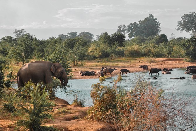 Udawalawe National Park Safari From Panadura - Frequently Asked Questions
