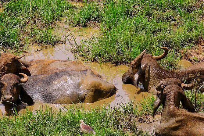 Udawalawe Safari Tour From Hambantota - The Sum Up