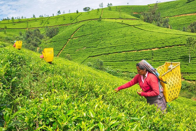 Ultimate Journey in Sri Lanka 4 Day Tours - The Sum Up
