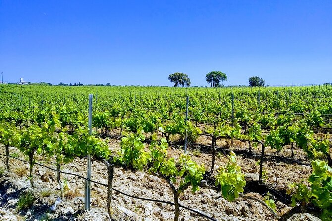 Unveiling Wine Secrets: Exclusive Tour With the Winemaker - Reservation and Cancellation Policy