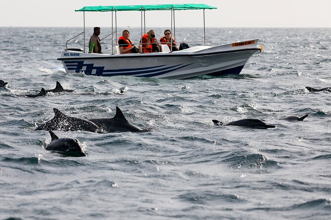 Whale Watching Boat Tour From Ahungalla - Tour Details