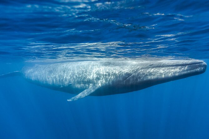Whale Watching Boat Tour From Galle - Frequently Asked Questions