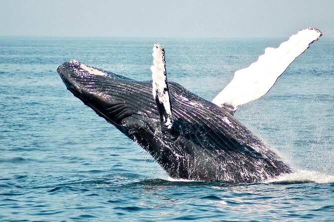Whale Watching Boat Tour in Mirissa - Booking and Cancellation Policy