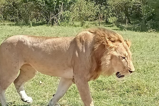 Wildlife Safari & Conservation Projects - Benefits of Wildlife Conservation