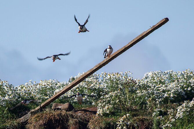 Wildlife Whale Watching and Puffin Tour in Reykjavik - Cancellation Policy and Weather Conditions
