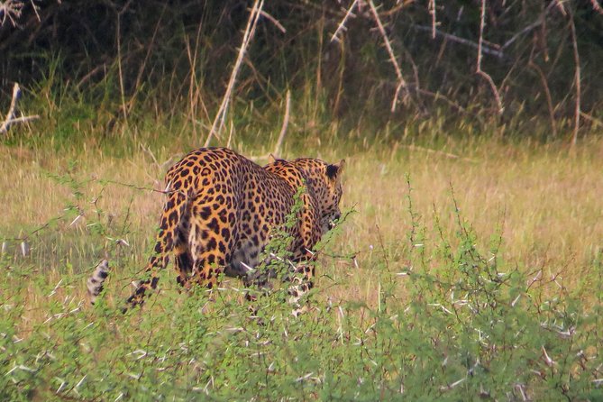 Wilpattu National Park Private Safari - Booking Information