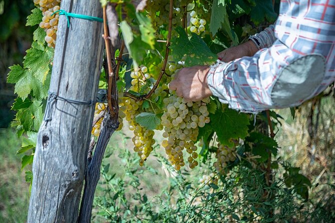 Wine Tasting in Campi Flegrei From Naples - Booking Details