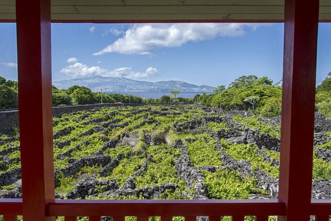 Wine Tour in Pico Half Day - Booking Confirmation