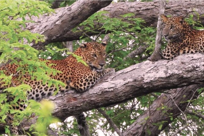 Yala National Park Safari From Hikkaduwa - The Sum Up