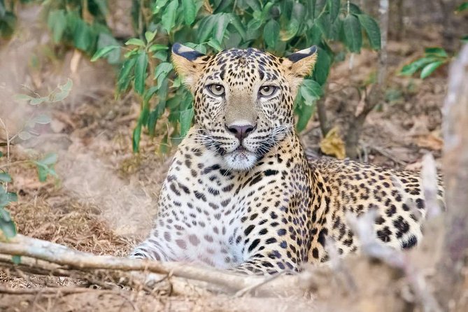 Yala National Park Safari From Tangalle - Price Details and Booking Options