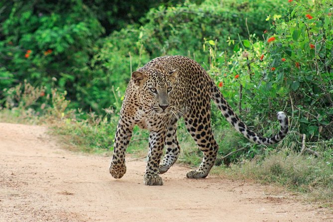 Yala National Park Safari - Meeting and End Point Information