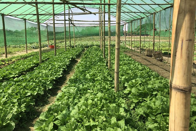 Yangon Outskirts - Rural Life Experience - Pricing, Booking Options, and Operator Info