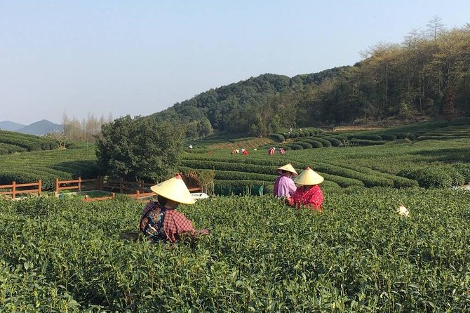 Yunxi Bamboo Forest and West Lake Private Day Tour With Tea Plantation Experience - Tour Expectations