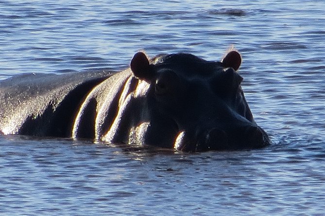 Zambezi National Park Big 5 Game Drives - Spot Lions in the Wild