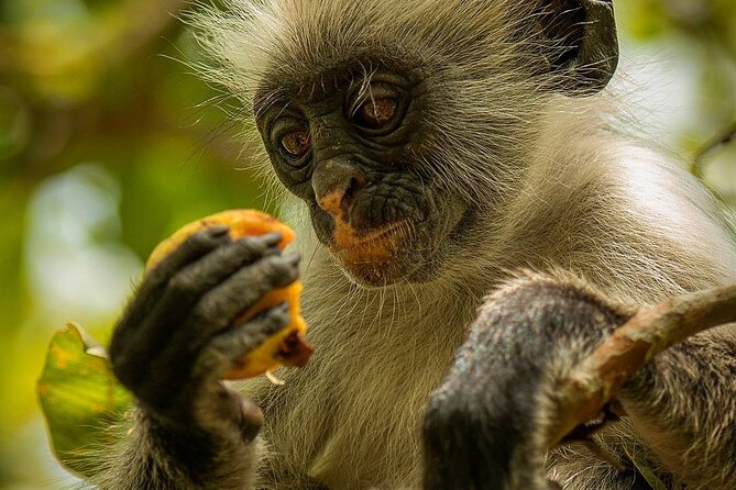 Zanzibar Mnemba Island Snorkeling; Jozani Forest; Kuza Cave; The Rock; Kae Funk - Visit Kae Funk Boutique