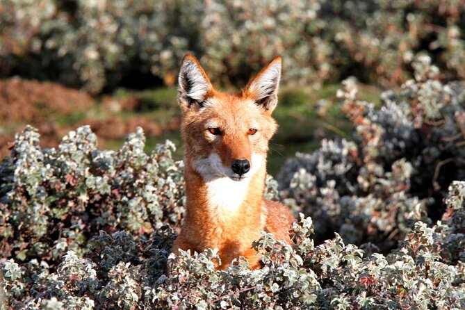 7-Day Bale Mountains National Park Tour - Good To Know