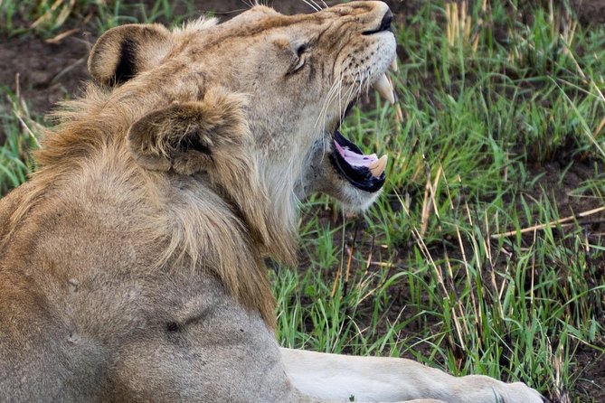 7 Day Experience Wildlife Nature and Culture Mikumi / Udzungwa & Ruhaa Park - Good To Know