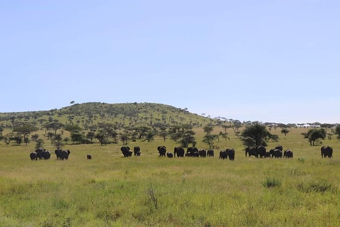 7 Day Private Mid Range Big Five Safari to Tanzania Park - Safari Itinerary Highlights