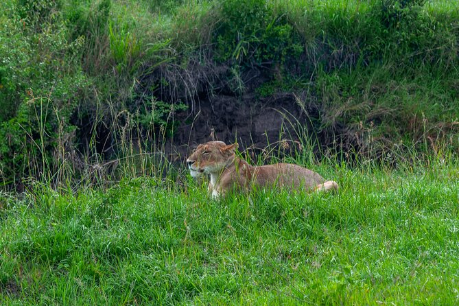 7 Day Tour of Amboseli Lake Nakuru and Masai Mara - Good To Know