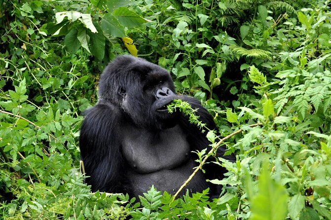 7 Days Gorilla, Bisoke Hiking And Columbus Monkey Safari (min 2 ) - Good To Know