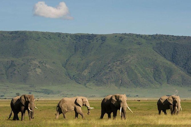 7 Days-Lake Manyara, Olduvai Gorge, Serengeti, Ngorongoro Crater & Tarangire - Good To Know
