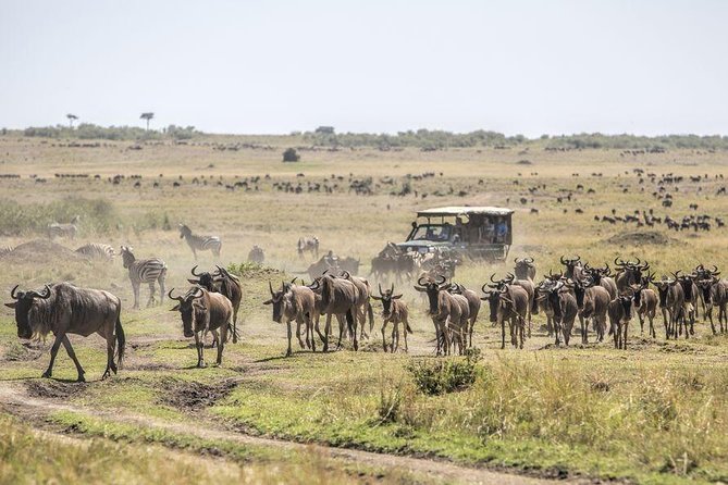 7 Days Ol Pejeta,Lake Nakuru & Masai Mara Mid Range Private Tour - Itinerary Overview