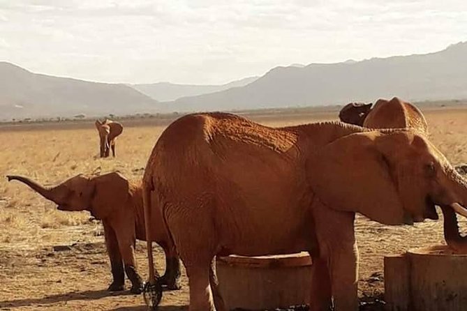7 Days Safari and Beach Holiday Package From Mombasa - Good To Know