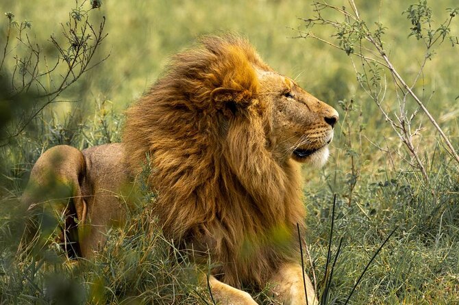 7 Days Simba Luxury Adventure Safari With Transfer - Good To Know