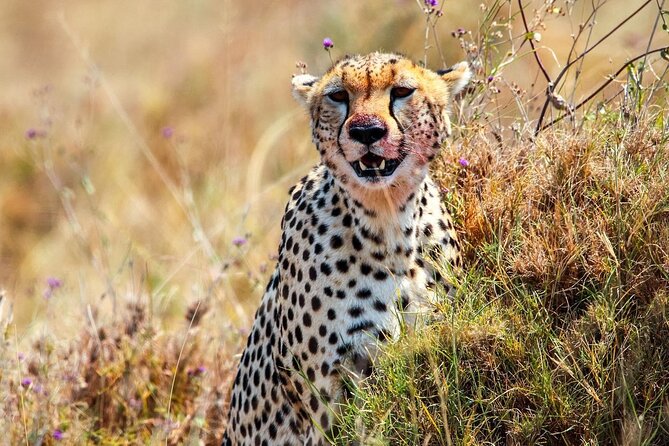 7 Days The Great Migration in Serengeti National Park, Tanzania