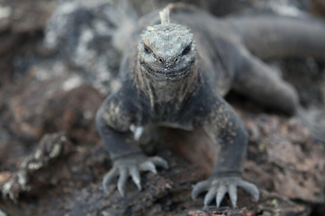 7 Days Tour - Guayaquil and Santa Cruz/Galapagos - Best of Ecuador - Good To Know