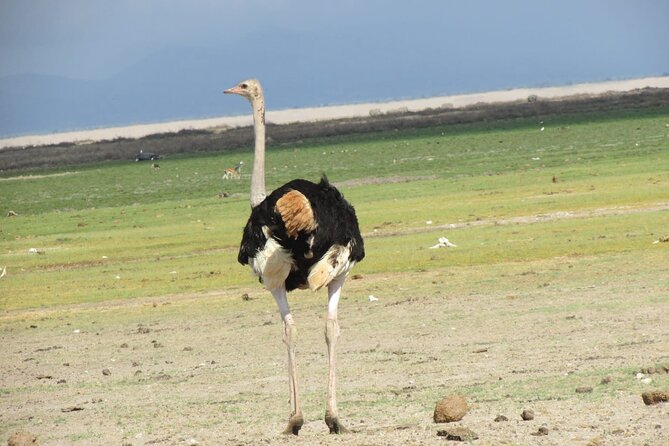 7 Days Vegans Private Safari Tour - Good To Know