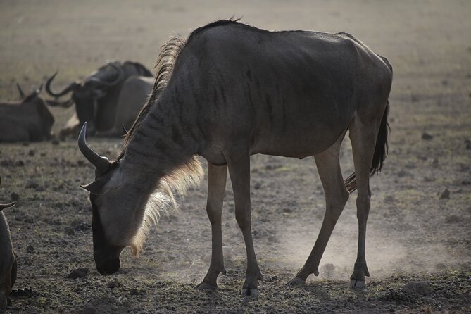 07 Days Kenya Budget Camping Safari - Pricing & Guarantee