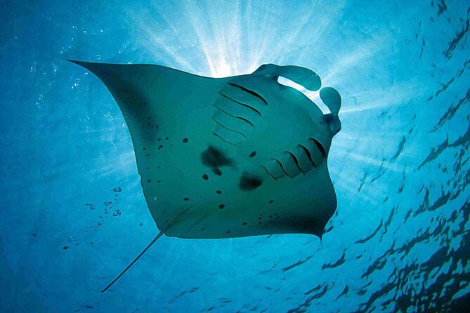 1 DAY Enjoy Lembongan Island! Snorkeling + Mangrove Exploration + Sightseeing on the Island Such as the Scenic Spot Devils Tears / Marine Sports Enjoyment Banana Boat / Transfer Included - The Sum Up