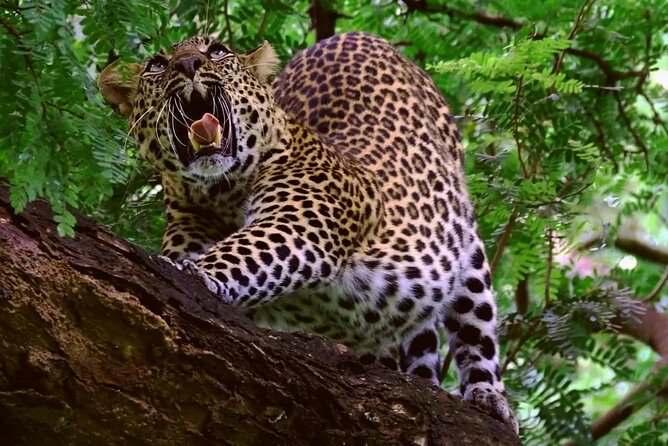 1 Day Lake Manyara Private Experience - Park Activities Included