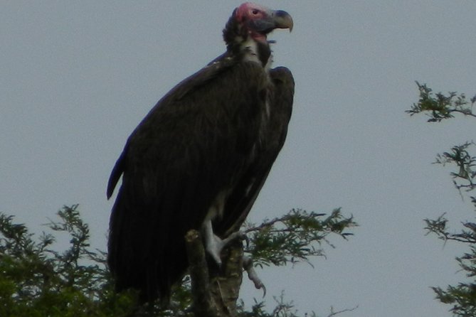 1 Day Lake Mburo Nature Safari Holiday Tour - Frequently Asked Questions