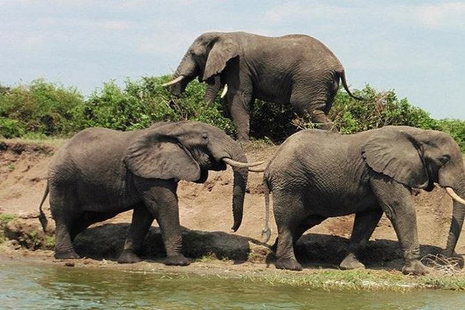 10 Days Classic Uganda Safari - Adventure Activities