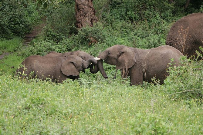 11 Days Classic Luxury Safari Tour Tanzania - Cancellation Policy and Refunds