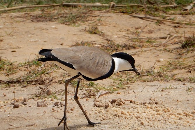 12 Days :Birding Tours in Senegal - Free Cancellation Policy