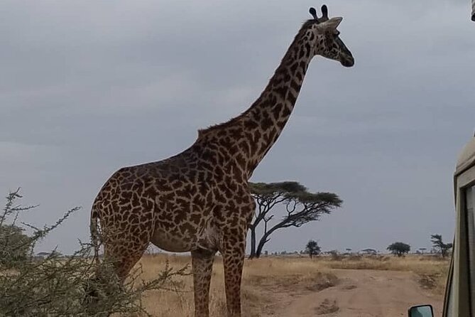 12 Days Private Safari in Tanzania With a Zanzibar Beach Getaway - Transportation Logistics