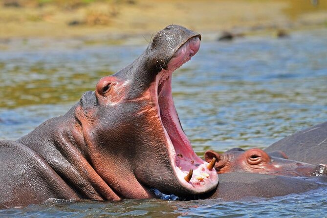 15-Day Wildlife Safari and Gorilla Trekking in Uganda - Booking and Cancellation Policy