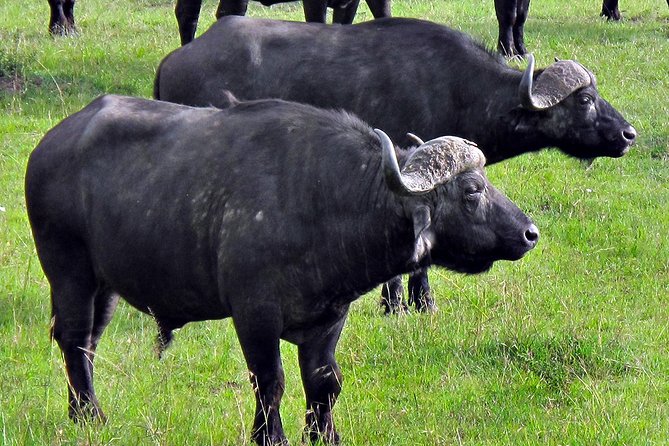 2-Day Aberdares National Park Private Safari - Meeting and Pickup Details
