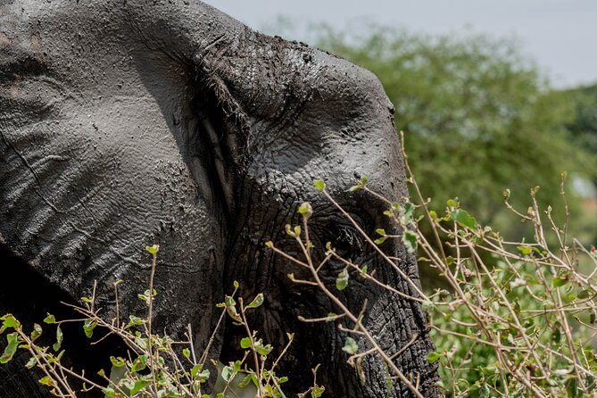 2-Day Fly-In From Zanzibar to Tarangire NP Mid Range Safari - Wheelchair Accessibility and Special Services