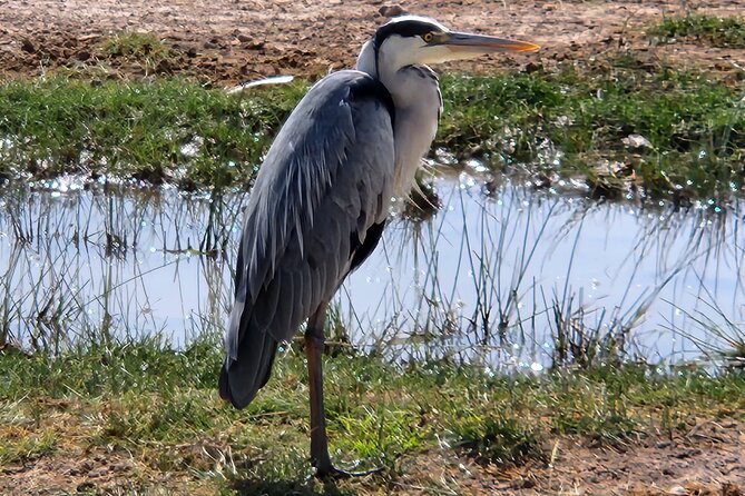 2 Days Amboseli Express Deluxe Tours - Operational Details