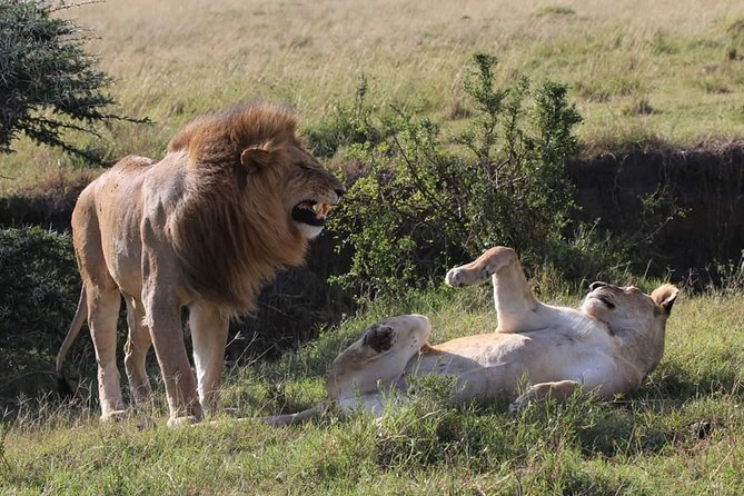 2 Days Masai Mara Budget Safaris - Pricing and Discounts