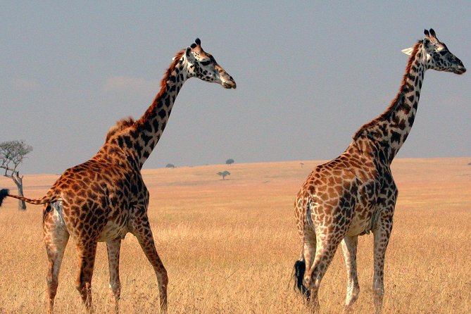 2 Days – Masai Mara Private Guided Tour From Nairobi
