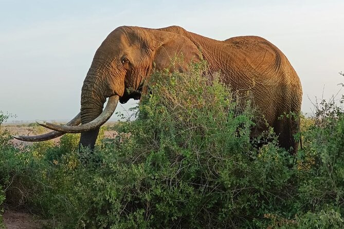 2 Days Taita Hills Conservancy Tour - Important Information