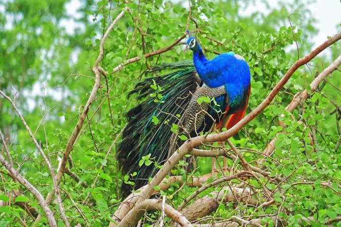 2 Days Tour to Galle & Yala National Park From Negombo - Important Reminders