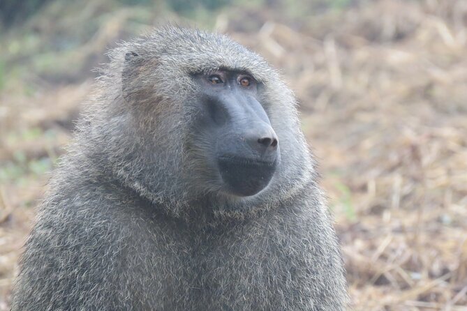 3-Day Chimpanzee Trekking Safari in Kibale Forest - Tour Expectations