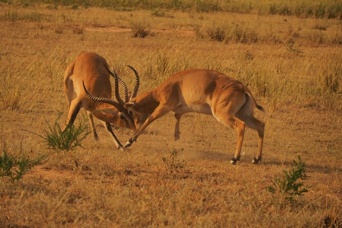 3 Day Safari-Ngamba Island and Kampala City Tour - Explore Kampala City