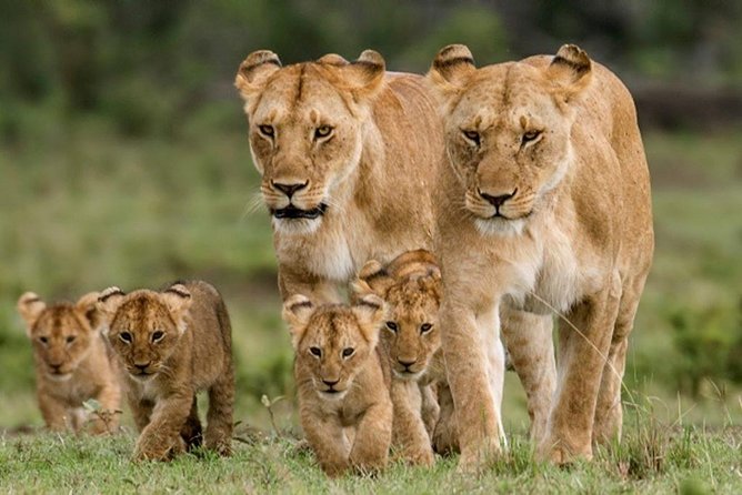 3 Days 2 Nights Masai Mara Joining Safari From Nairobi - Additional Details and Recommendations